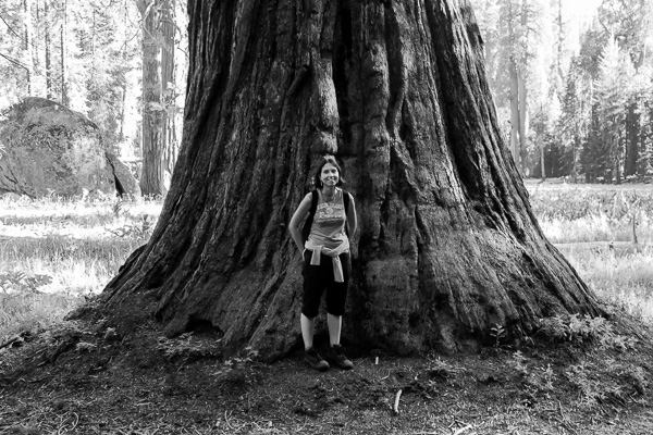 Under a Sequoia Tree in Sequoia and King's Canyon National Park, California